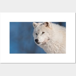 Arctic Wolf Posters and Art